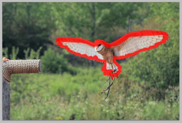 http://temphaa.com/img/tuts/Create-a-Nature-Inspired-Photo-Manipulation/Step10-owlmask.jpg