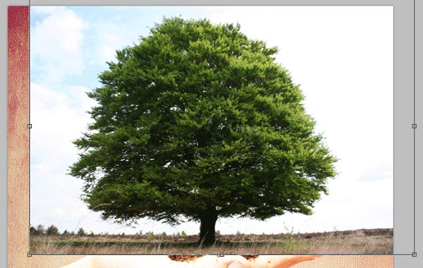 http://temphaa.com/img/tuts/Create-a-Nature-Inspired-Photo-Manipulation/Step5-tree.jpg